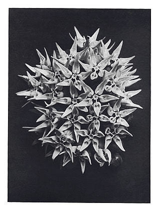 自然界中的艺术形式 113 Art Forms in Nature 113 (1928)，卡尔·布洛斯费尔特