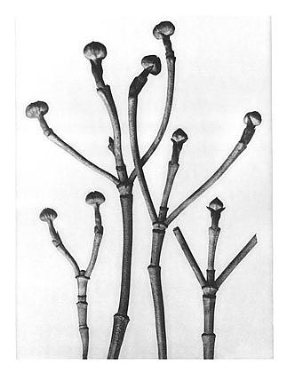 自然界中的艺术形式 18 Art Forms in Nature 18 (1928)，卡尔·布洛斯费尔特