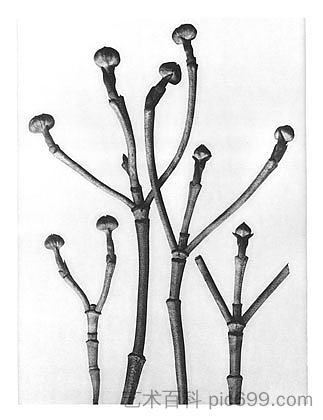 自然界中的艺术形式 18 Art Forms in Nature 18 (1928),卡尔·布洛斯费尔特