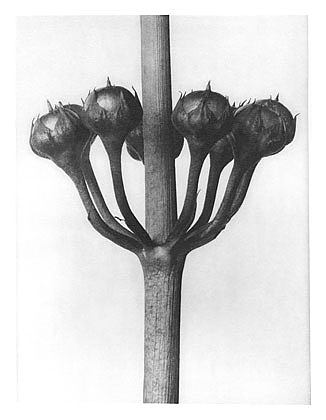自然界中的艺术形式 23 Art Forms in Nature 23 (1928)，卡尔·布洛斯费尔特