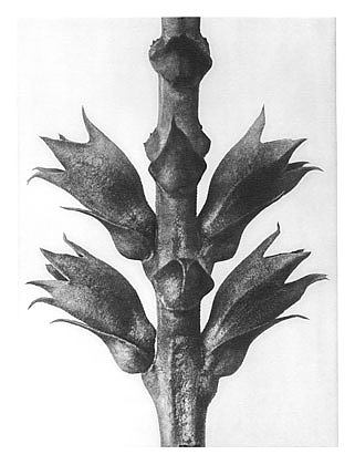 自然界中的艺术形式 24 Art Forms in Nature 24 (1928)，卡尔·布洛斯费尔特