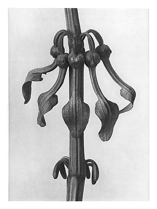 自然界中的艺术形式 25 Art Forms in Nature 25 (1928)，卡尔·布洛斯费尔特