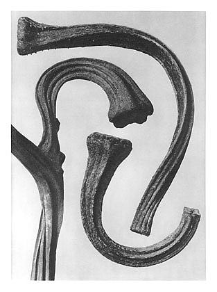 自然界中的艺术形式 26 Art Forms in Nature 26 (1928)，卡尔·布洛斯费尔特