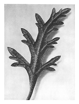 自然界中的艺术形式 39 Art Forms in Nature 39 (1928)，卡尔·布洛斯费尔特