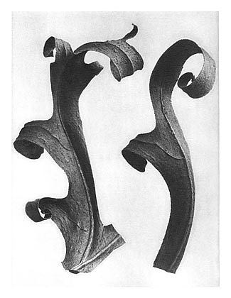 自然界中的艺术形式 40 Art Forms in Nature 40 (1928)，卡尔·布洛斯费尔特