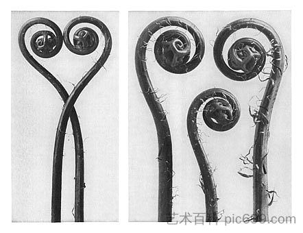 自然界中的艺术形式 54 Art Forms in Nature 54 (1928),卡尔·布洛斯费尔特