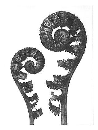 自然界中的艺术形式 56 Art Forms in Nature 56 (1928)，卡尔·布洛斯费尔特