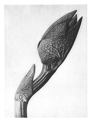 自然界中的艺术形式 58 Art Forms in Nature 58 (1928)，卡尔·布洛斯费尔特