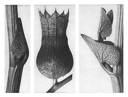 自然界中的艺术形式 59 Art Forms in Nature 59 (1928)，卡尔·布洛斯费尔特