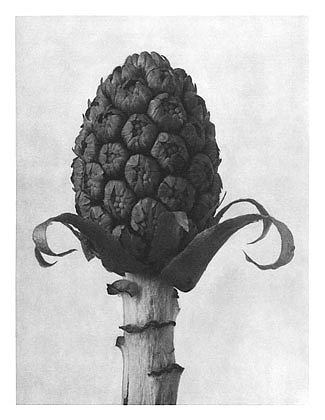 自然界中的艺术形式 60 Art Forms in Nature 60 (1928)，卡尔·布洛斯费尔特