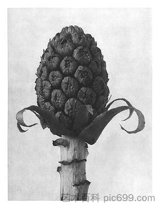自然界中的艺术形式 60 Art Forms in Nature 60 (1928),卡尔·布洛斯费尔特