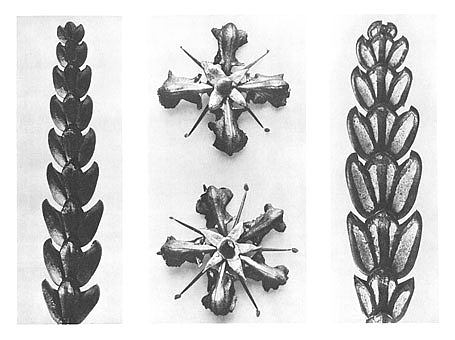 自然界中的艺术形式 67 Art Forms in Nature 67 (1928)，卡尔·布洛斯费尔特