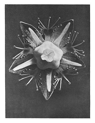 自然界中的艺术形式 68 Art Forms in Nature 68 (1928)，卡尔·布洛斯费尔特