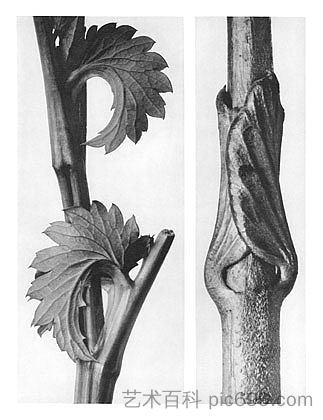自然界中的艺术形式 71 Art Forms in Nature 71 (1928),卡尔·布洛斯费尔特