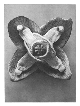 自然界中的艺术形式 72 Art Forms in Nature 72 (1928)，卡尔·布洛斯费尔特