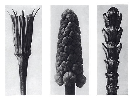 自然界中的艺术形式 78 Art Forms in Nature 78 (1928)，卡尔·布洛斯费尔特