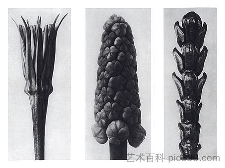 自然界中的艺术形式 78 Art Forms in Nature 78 (1928)，卡尔·布洛斯费尔特