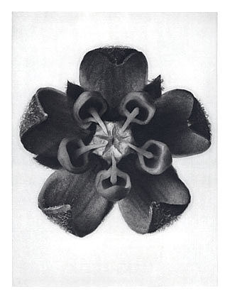 自然界中的艺术形式 82 Art Forms in Nature 82 (1928)，卡尔·布洛斯费尔特