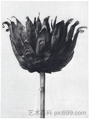自然界中的艺术形式 86 Art Forms in Nature 86 (1928),卡尔·布洛斯费尔特