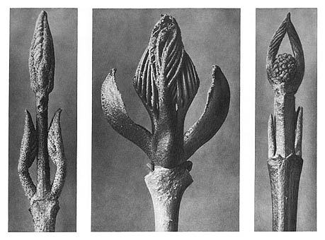 自然界中的艺术形式 9 Art Forms in Nature 9 (1928)，卡尔·布洛斯费尔特