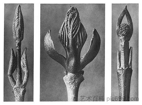 自然界中的艺术形式 9 Art Forms in Nature 9 (1928),卡尔·布洛斯费尔特