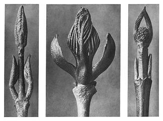 自然界中的艺术形式 9 Art Forms in Nature 9 (1928)，卡尔·布洛斯费尔特
