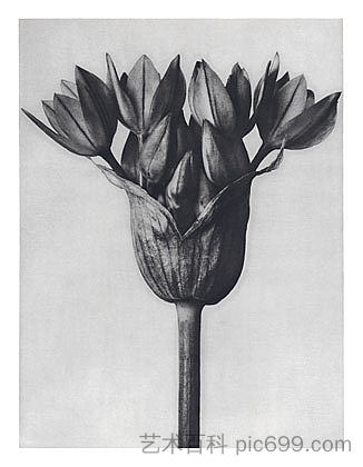 自然界中的艺术形式 94 Art Forms in Nature 94 (1928),卡尔·布洛斯费尔特