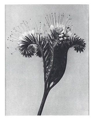自然界中的艺术形式 98 Art Forms in Nature 98 (1928)，卡尔·布洛斯费尔特