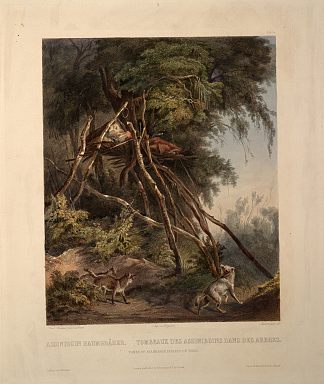 《树上的阿西尼博因印第安人墓》，《北美内陆游记》第1卷第30版 Tombs of Assiniboin Indians on Trees, plate 30 from volume 1 of `Travels in the Interior of North America’ (1832; United States                     )，卡尔博德默
