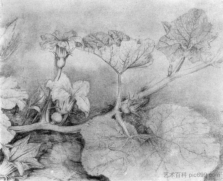 南瓜花 Pumpkin bloom (c.1950)，卡特尼亚比洛克