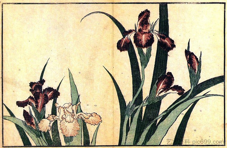 虹膜 Irises，葛饰北斋