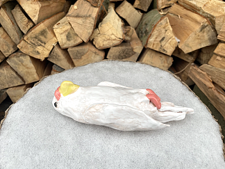 白死鹦鹉 White dead parrot，儿童相册