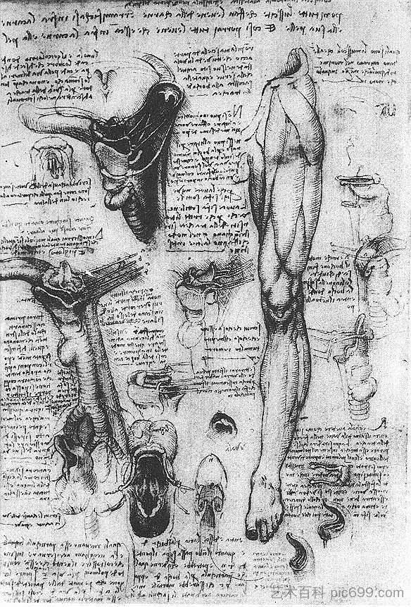 解剖学检查（喉部和腿部） Anatomical studies (larynx and leg) (1510; Milan,Italy  )，达芬奇