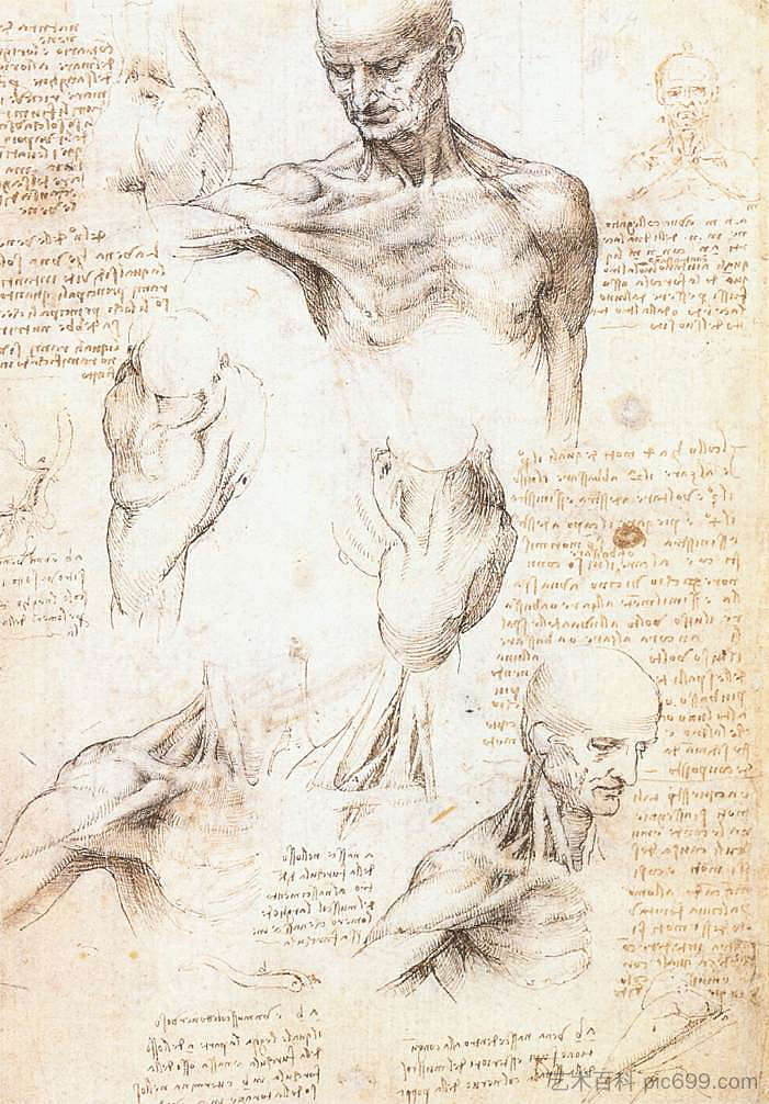 男性肩部的解剖学研究 Anatomical studies of a male shoulder (c.1509; Milan,Italy  )，达芬奇