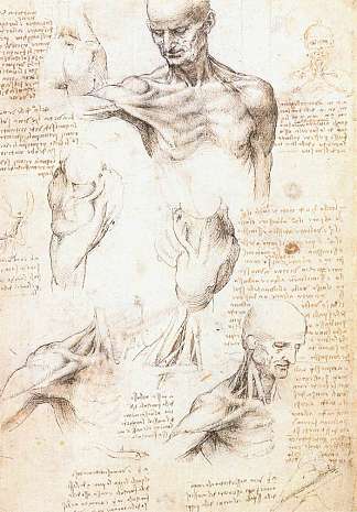 男性肩部的解剖学研究 Anatomical studies of a male shoulder (c.1509; Milan,Italy                     )，达芬奇