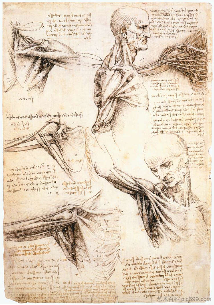 肩部解剖学研究 Anatomical studies of the shoulder (c.1510; Milan,Italy  )，达芬奇