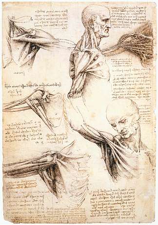 肩部解剖学研究 Anatomical studies of the shoulder (c.1510; Milan,Italy                     )，达芬奇
