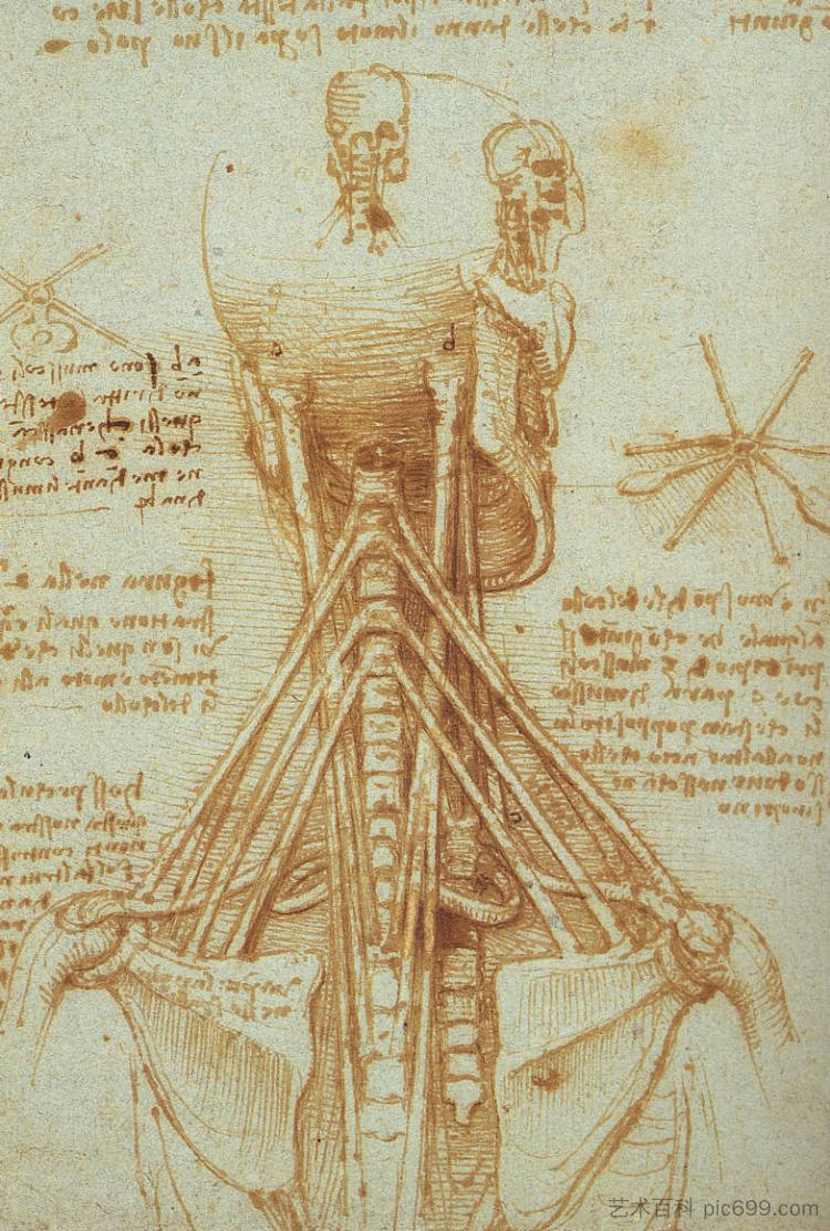 颈部解剖学 Anatomy of the Neck (1515; Rome,Italy  )，达芬奇