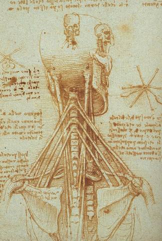 颈部解剖学 Anatomy of the Neck (1515; Rome,Italy                     )，达芬奇