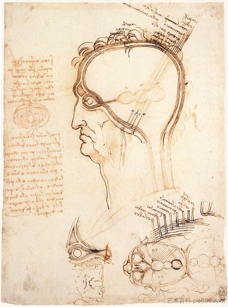 头皮和洋葱的比较 Comparison of scalp skin and onion (1489; Milan,Italy ),达芬奇