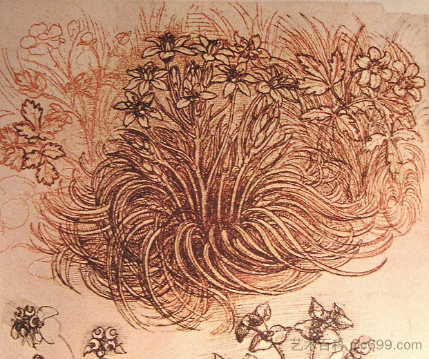 植物学研究的绘图 Drawing of a botanical study (c.1500; Italy  )，达芬奇