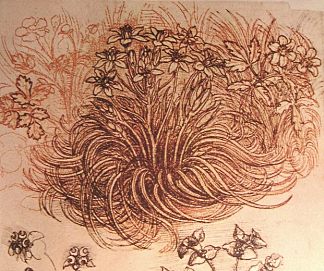 植物学研究的绘图 Drawing of a botanical study (c.1500; Italy                     )，达芬奇