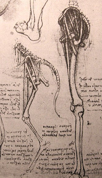 绘制男人和狗腿的比较解剖结构 Drawing of the comparative anatomy of the legs of a man and a dog (c.1500; Italy ),达芬奇