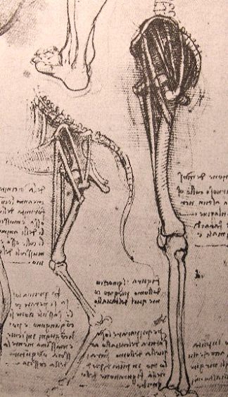 绘制男人和狗腿的比较解剖结构 Drawing of the comparative anatomy of the legs of a man and a dog (c.1500; Italy                     )，达芬奇