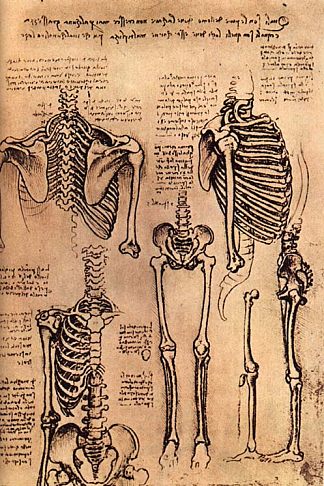 躯干和手臂的绘图 Drawing of the Torso and the Arms (c.1500; Italy                     )，达芬奇