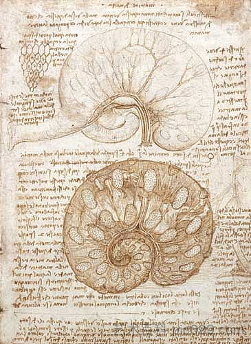 绘制怀孕母牛的子宫 Drawing of the uterus of a pregnant cow (1508; Milan,Italy ),达芬奇