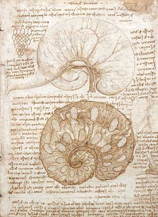 绘制怀孕母牛的子宫 Drawing of the uterus of a pregnant cow (1508; Milan,Italy                     )，达芬奇