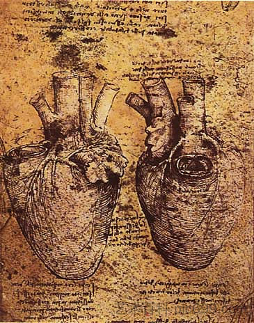 心脏及其血管 Heart and its Blood Vessels (c.1500; Italy  )，达芬奇