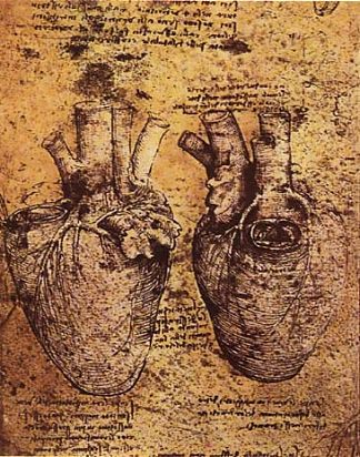心脏及其血管 Heart and its Blood Vessels (c.1500; Italy                     )，达芬奇