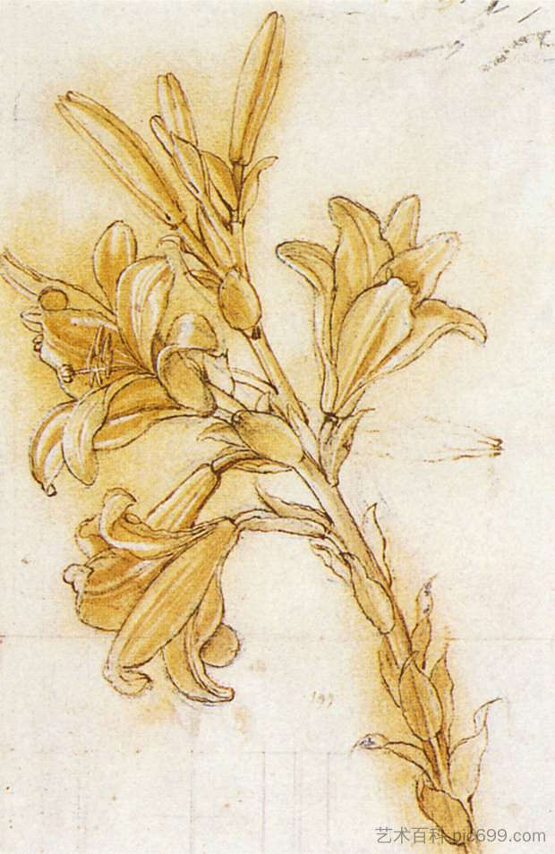 百合 Lily (c.1473 - c.1475; Milan,Italy  )，达芬奇